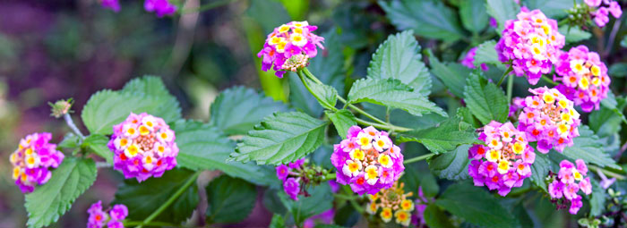 lantana