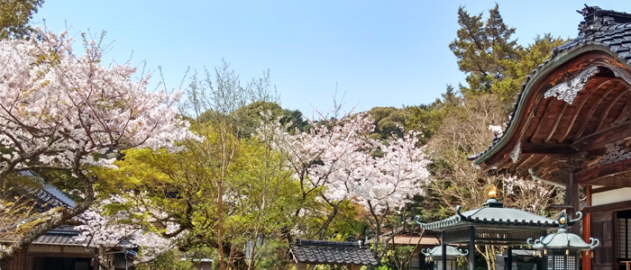 sakura201948_1