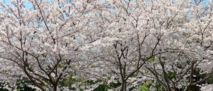 sakura201948_2